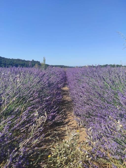 Oasis Tranquille - L'Evasion Au Verdon Gréoux-les-Bains Kültér fotó